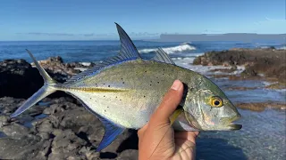 Whipping For Papio in Hawaii w Grubs Compania Lures