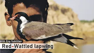 Red wattled lapwing | Interesting  Facts| Hindi