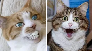 😼 Cute and funny cats compilation 😂 try not to laugh