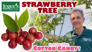 The Strawberry Tree -  Produces fruit that looks like cherries and tastes like cotton candy!