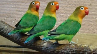 Singing parrots, lovebirds