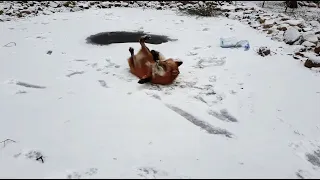 Alice the fox. The fox slipped on the ice.