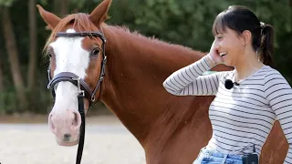 Pferdehalterin überwältigt bei Abholung ihres polnischen Wallach – Kann Rys schmerzfrei weiterleben?