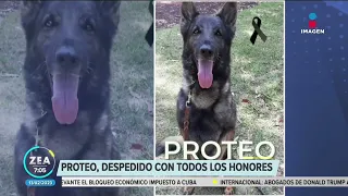 Despiden a "Proteo", perro rescatista mexicano que murió en Turquía | Noticias con Francisco Zea