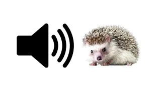 Hedgehog - Sound Effect | ProSounds