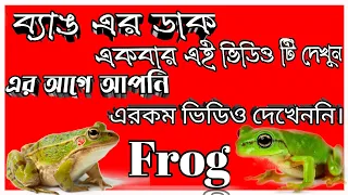 Rare Yellow Frog Wonderful Bangladeshi Bullfrog Video _ Frog Sounds. Construction Warker Bangla.