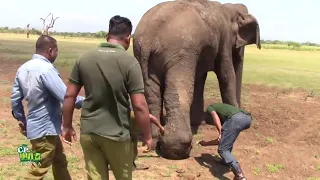 Faith in humanity,, saving an elephant with huge abscess on his leg,,, Don't talk of deployed leg☺️