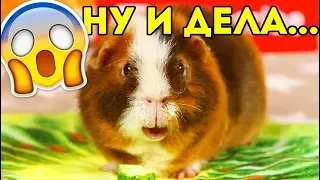 ЧТО Я НАДЕЛАЛА! ХОТЕЛА КАК ЛУЧШЕ... Перхоть у Морской Свинки / SvinkiShow