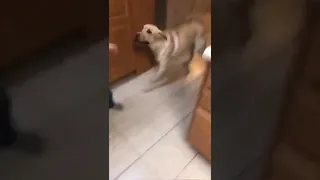 This dog can dance to this song perfectly 😂😂