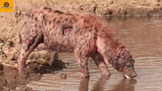 8 Scary Moments Hyenas Injured By Lion And Other Hyenas | Wild Animal