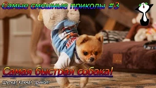 Самые смешные приколы #3 Самая быстрая собака! Шутка. Хохма.