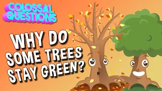 Why Do Some Trees Stay Green? | COLOSSAL QUESTIONS