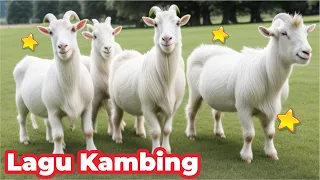 ✅LAGU ANAK KAMBING SAYA TERBARU - LAGU ANAK KAMBING REMIX Secrets of How we grew to OVER 800 GOATS