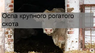 Оспа крупного рогатого скота