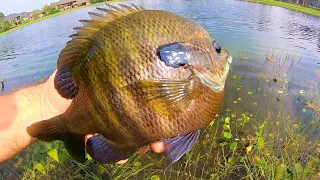 fishing for DINNER PLATE BLUEGILL!! (WE GOT KICKED OFF)