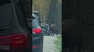 Bison gets head stuck in car window #shorts