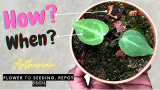 How To Pollinate Anthurium Magnificum + Repot Baby Anthurium Magnificum Soil Guide |GardenArcX -EP65