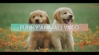 cats and dogs funny videos 2023 | animal videos 2023 funniest cats and dogs video