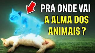 O DESTINO da ALMA dos ANIMAIS após a MORTE - A RESPOSTA vai te SURPREENDER!