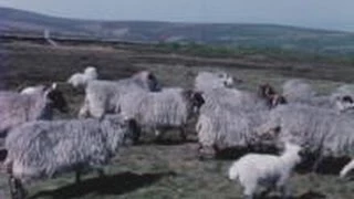 Modern sheep dipping (1960)