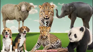 Wild Animal Sounds In Peaceful: Elephant, Panda, Dog, Sheep, Cheetah, Leopard | Animal Moments