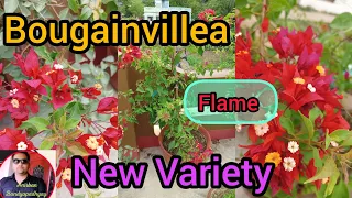 Bougainvillea new variety||Flame@anirbanbandyopadhyay5734