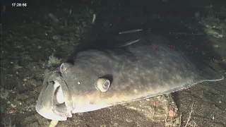 Pacific Halibut at Seamount