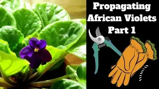 Propagating African Violets From A Leaf Cutting - Part 1