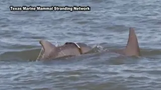 Efforts to find dolphin in distress in Galveston