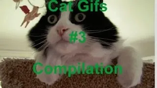 Funny Cat Gifs Compilation #3