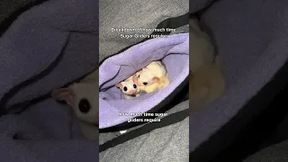 Follow for more sugar glider videos 🐰 (Part 2 is up now)