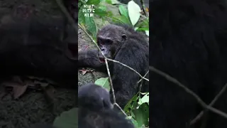 Chimps Take Revenge on Their Selfish Leader