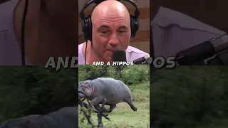 Surviving a Hippo Attack 🤯🦛