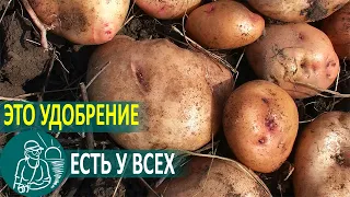 🥔 Посадка картофеля с мусором под окучивание 🌿 Выращивание по технологии Гордеевых