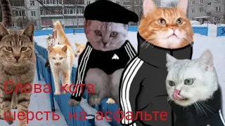 4 Серия Слово кота шерсть на асфальте