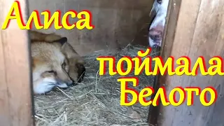 Алиса лиса. Белый заперт в будке Алисой.