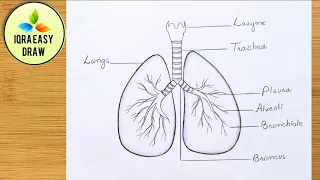 How to draw lungs - very easy for beginners || Lungs Drawing || step by step