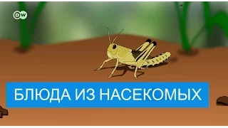 Насекомые – еда будущего?