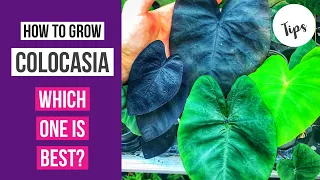 How to grow Colocasia + which one is best?