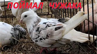 Чужой Пакистанский голубь! Обзор Иранских голубей! #tauben #pigeons