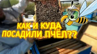 Пчёлы прилетели в Атбасар! Посадили ВСЕХ!!