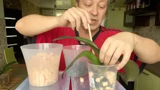 орхидея в ПИЩЕВЫХ ЛОТКАХ под КАМНЯМИ пересадка орхидеи