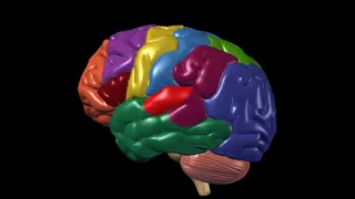 Brain Anatomy and Functions | Nucleus Health