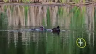 Horned Grebe (Podiceps auritus)