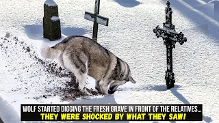 Wolf started digging the fresh grave in front of the relatives… They were shocked by what they saw!