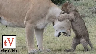 Nine Small Lion Cubs Annoying Their Parents