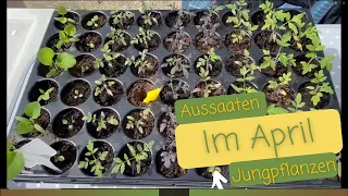 Aussaat Ende April /Anfang Mai / Jungpflanzen ziehen um