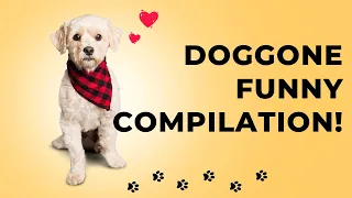 Pawsitively Hilarious: A Doggone Funny Compilation!
