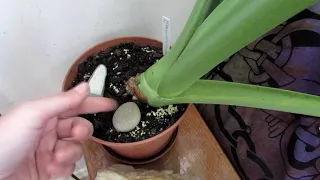 Mold & Fungus growing on the top of soil on your Houseplants & the causes - mycelium