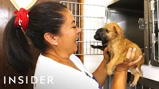 Organization Rescues Abandoned Dogs From Puerto Rico